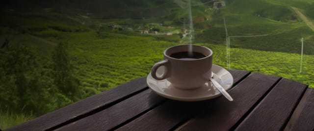 Del productor a tu taza: El viaje del café peruano